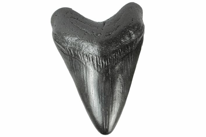 Fossil Megalodon Tooth - South Carolina #164976